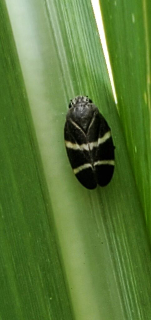 mosca