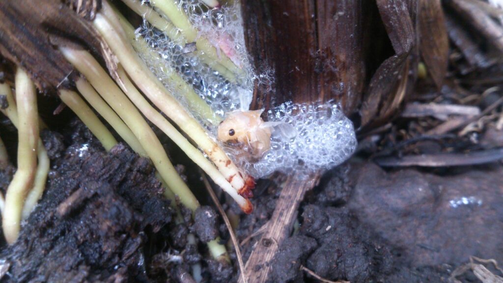 mosca