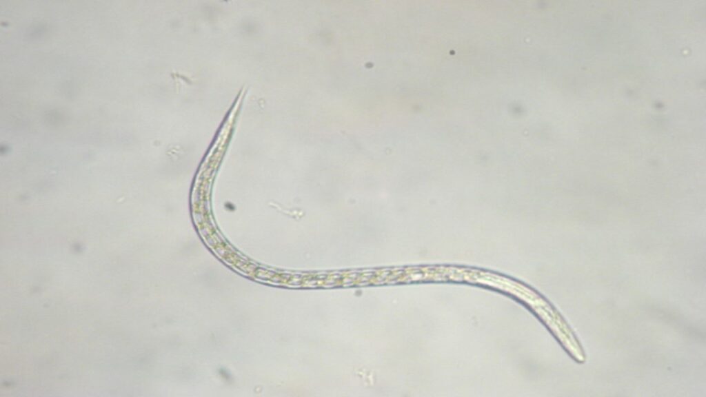 mosca
