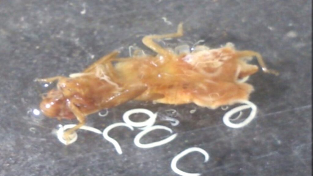 mosca
