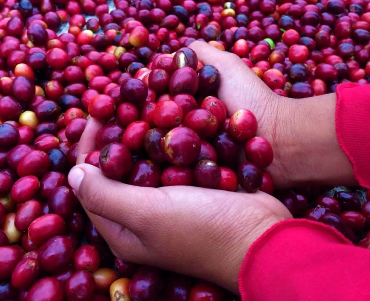 Foto: Grupo de mujeres "Color de la Tierra"