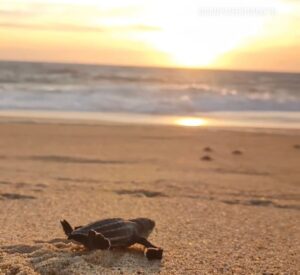 Campamento Tortuguero Mayto