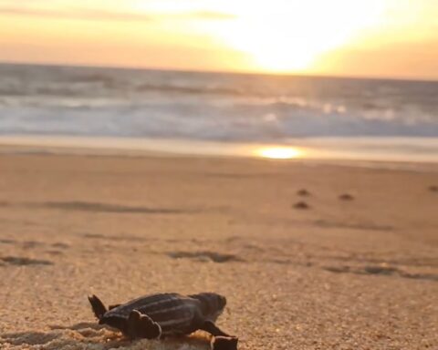 Campamento Tortuguero Mayto