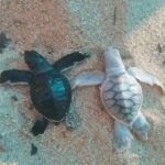 Tortuga negra con leucismo nace en Mayto