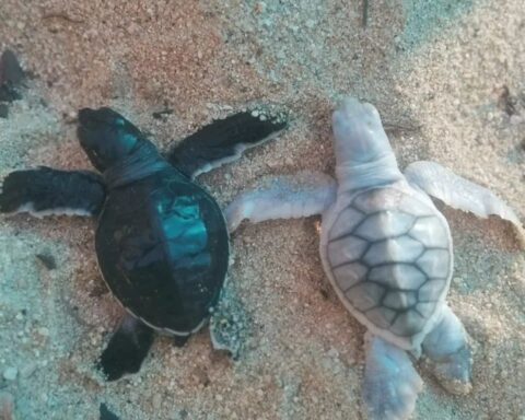 Tortuga negra con leucismo nace en Mayto