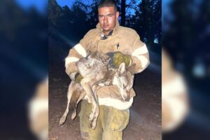 Liberan coyote en Quila