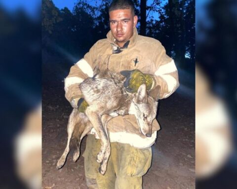 Liberan coyote en Quila