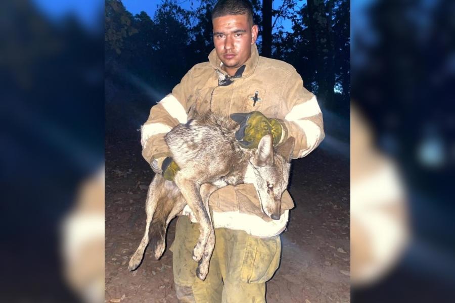 Liberan coyote en Quila