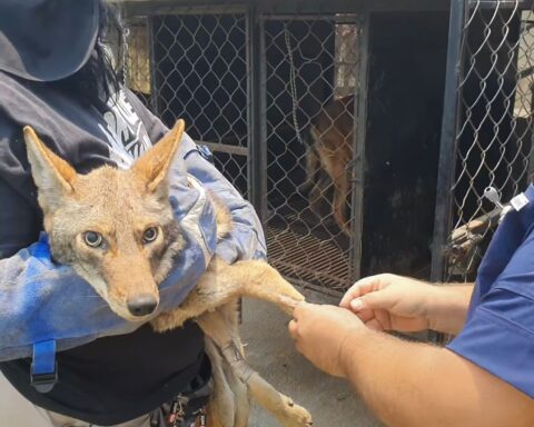 Unidad de Rescate de Funa Silvestre