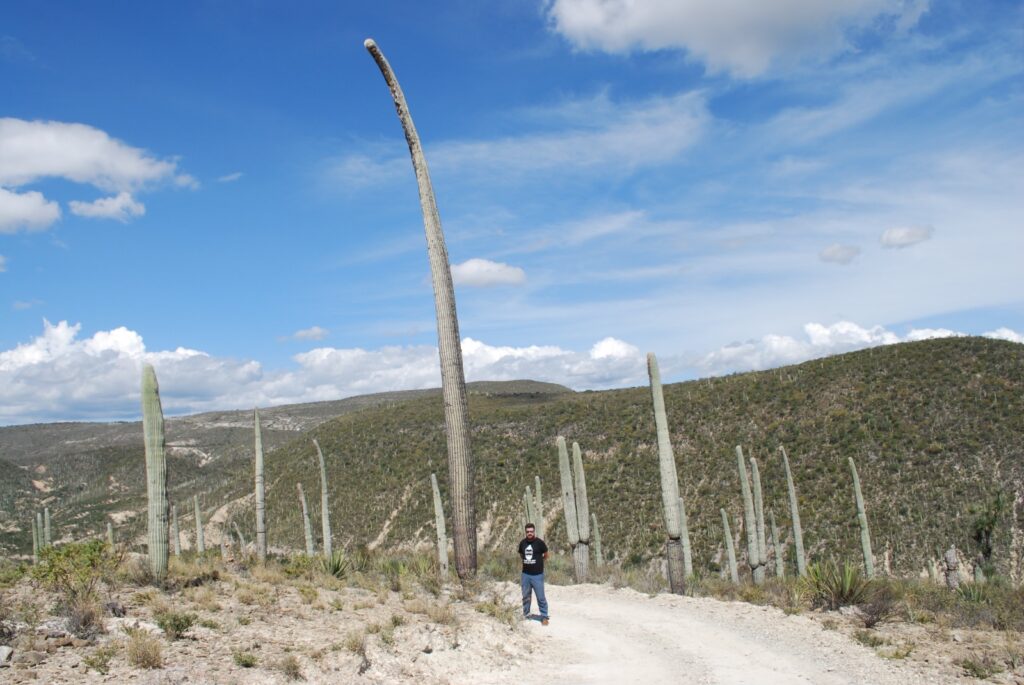 cactus