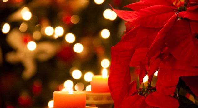 Flor de nochebuena, símbolo de la Navidad – Letra Fría