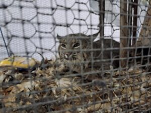 Ejemplar de lince dentro de una jaula localizada en Ameca. Letra Fría.