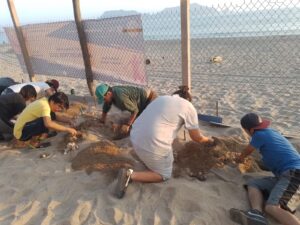 Foto: Campamento Tortuguero La Gloria