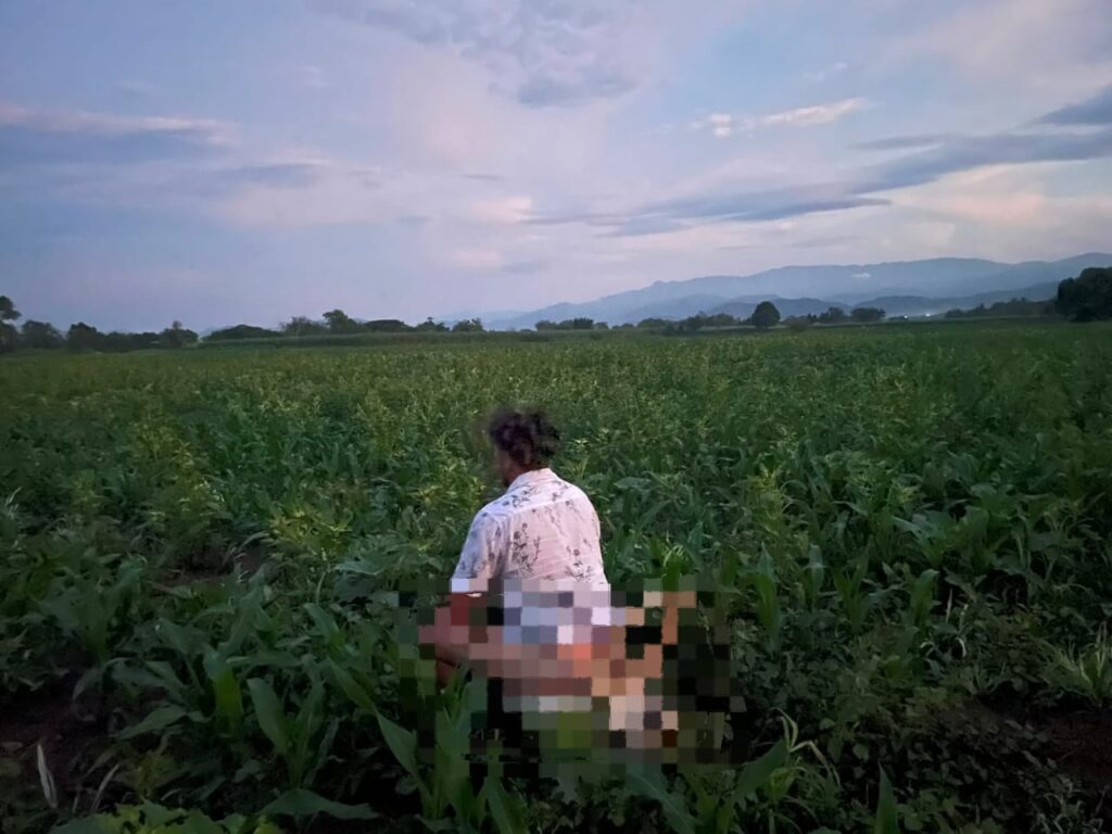milpa