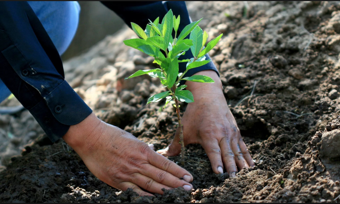 Pretenden plantar 100 mil árboles este año en La Huerta – Letra Fría